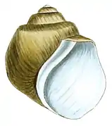 Lithoglyphus apertus.