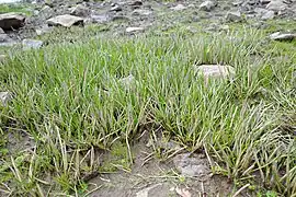 Littorelle à une fleur.