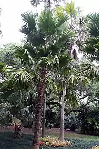 Saribus rotundifolius.
