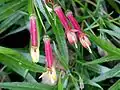Lobelia laxiflora