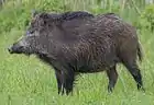 Sanglier d'Eurasie