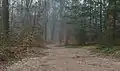Le chemin forestier au Lochemse Berg
