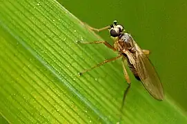 Lonchoptera lutea, un Lonchopteridae.