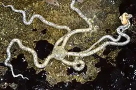 Amphiodia occidentalis