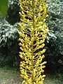 Détail de l'inflorescence.