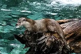 Photographie en couleurs d'un animal sur un tronc d'arbre et reposant sur une rivière.