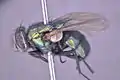 Lucilia coeruleiviridis