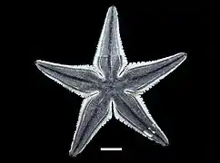 Luidia latiradiata.