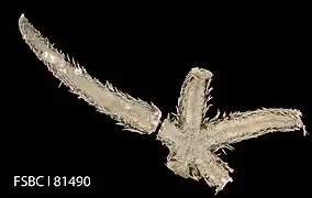 Luidia sagamina.