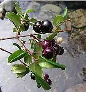 Fruits et feuilles.