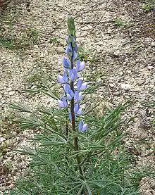 Lupinus angustifolius.