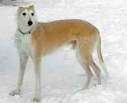 Lurcher (type Greyhound)