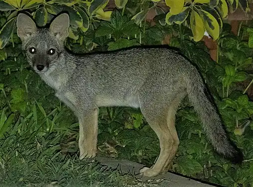 Renard du désert austral (Lycalopex sechurae)