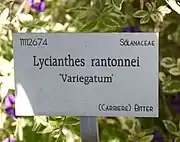 Panonceau dans un jardin de Louvain en Belgique