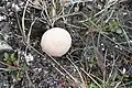 Lycoperdon frigidum dans la plaine de Vestpynten (Spitzberg)