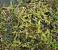 Lycopodiella inundata (Lycopodiaceae)