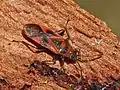 Arocatus roeselii&nbsp;(en).