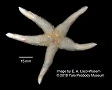 Lysasterias sp.
