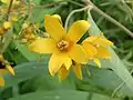 Lysimachia vulgaris.