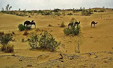 Chameaux dans le désert en avril 1992.