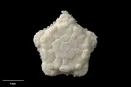 Ophiomisidium irene