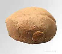 Fossile de Hemipneustes pyrenaicus, Crétacé supérieur (Maastrichtien)