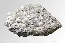 Trigonia daedalea