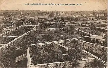Illustration des murs à pêches.