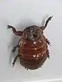 Macropanesthia rhinoceros
