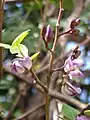 Fleur de Machaerium lunatum (Guadeloupe).