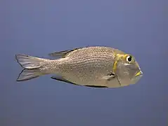 Macolor macularis