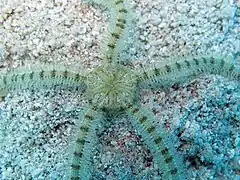 Macrophiothrix lorioli