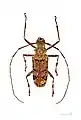 Macropophora trochlearis  Muséum de Toulouse