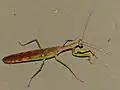 Polyspilota aeruginosa (Parc national Kruger, Afrique du Sud)