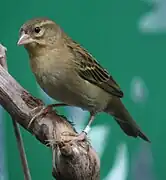 Femelle