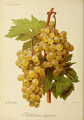 Madeleine Angevine