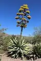 Agave sp.