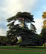 Arbre majestueux