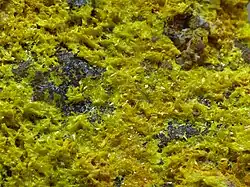 Image illustrative de l’article Phosphuranylite