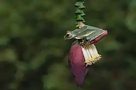 Grenouille volante de Malabar