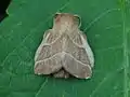 Malacosoma (Clisiocampa) neustria