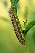 Chenille
