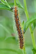 Chenille