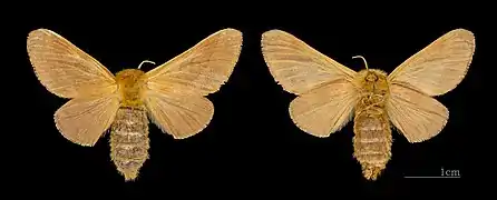 Malacosoma franconicum