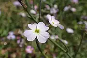 Malcolmia maritima