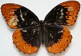 Speyeria diana