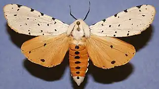 Mâle étalé.