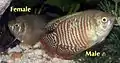 Gourami nain : femelle et mâle montrant le dimorphisme sexuel