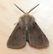 Mâle.