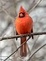 Cardinal rouge mâle à Central Park. Février 2022.